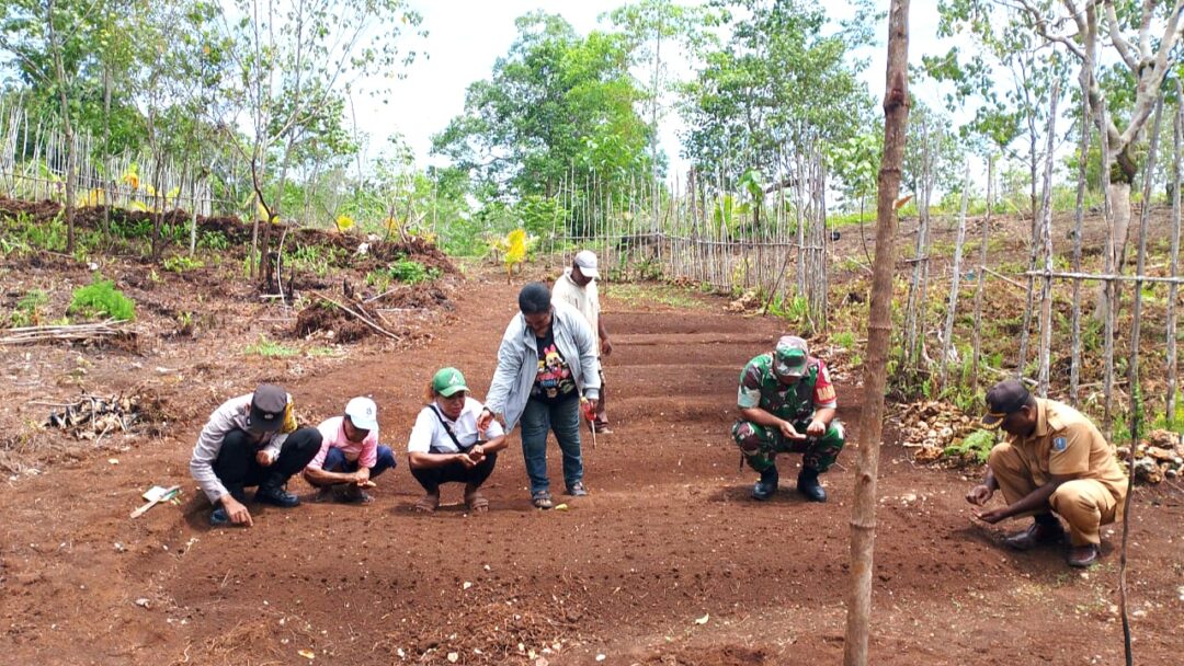 Dukung Hanpangan, Babinsa Biak Kota Bersama Masyarakat Menanam Bibit Sayur