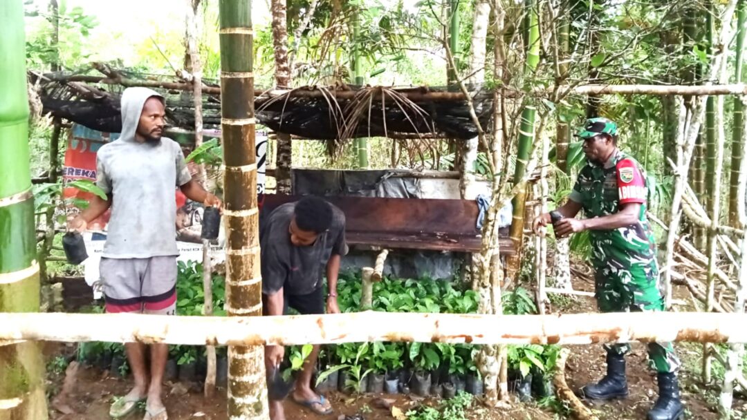 Menjadi Sahabat Petani, Babinsa Biak Utara Dampingi Perawatan Bibit Kopi Robusta