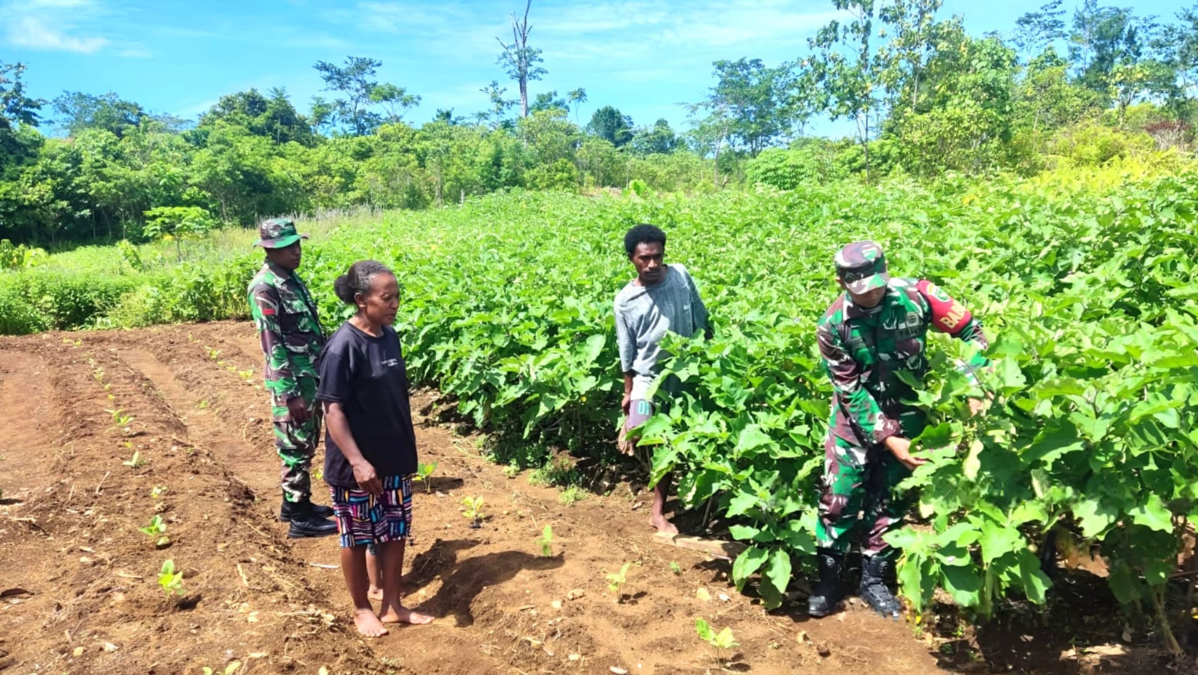 Dukung Pertanian Kampung, Babinsa Bantu Panen Terong Milik Warga