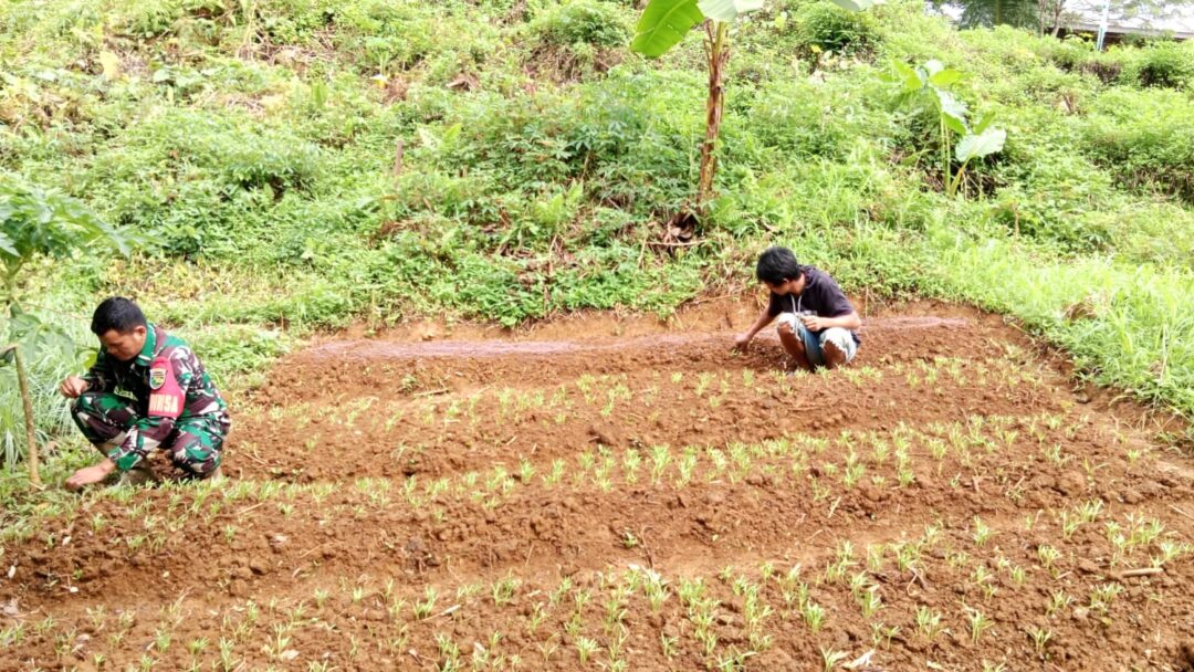 Kebersamaan TNI dan Warga, Babinsa Supiori Selatan Bantu Bersihkan Kebun Kangkung