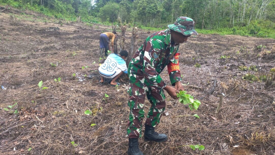 Babinsa Biak Barat Bantu Perawatan Tanaman Terong Warga Marisen