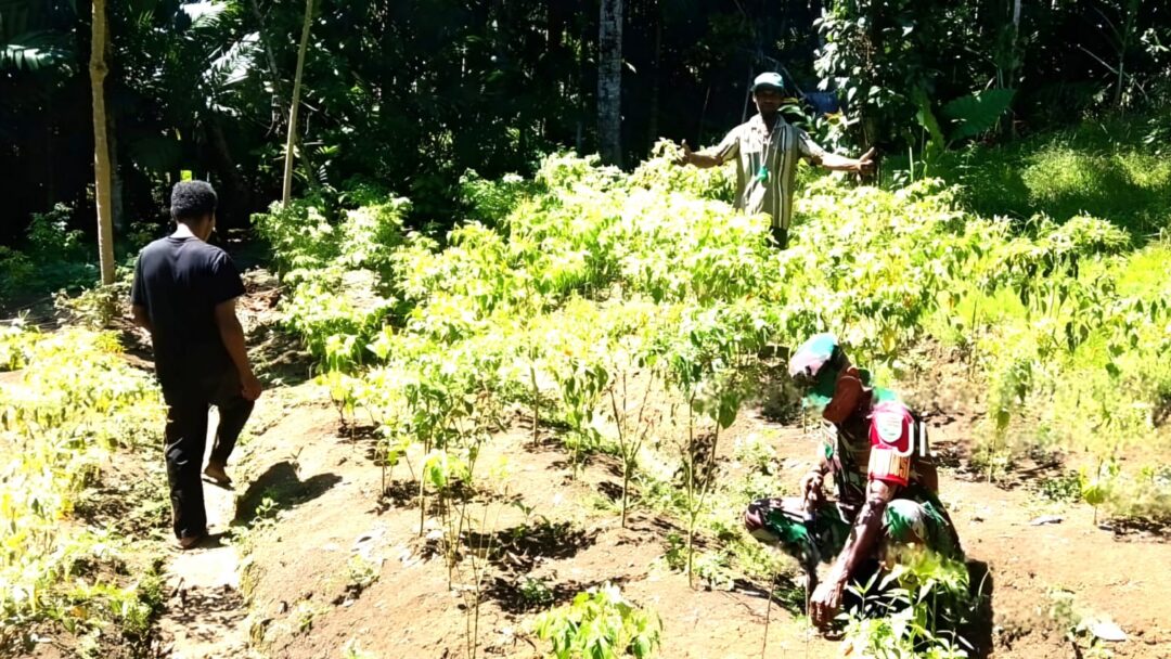Bangkitkan Semangat Petani, Babinsa Komsos dengan Petani Cabai