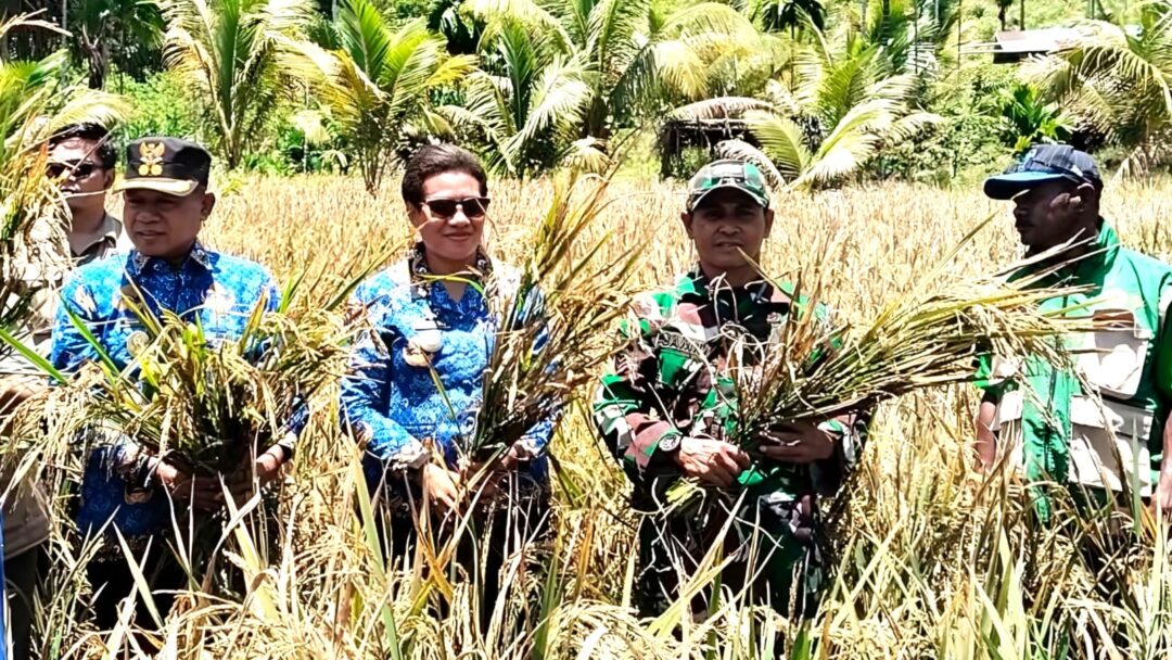 Perkuat Hanpangan Warga, Babinsa Koramil Supiori Utara Dampingi Panen Padi