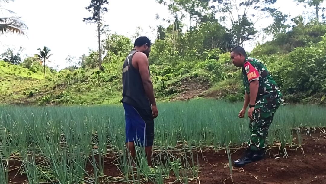 Ke Kebun, Babinsa Biak Barat Berikan Semangat Petani Bawang Merah