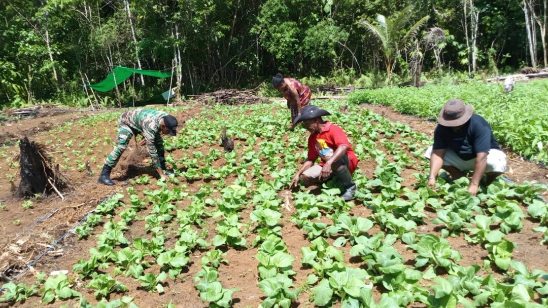 Ke Lahan, Babinsa Bantu Petani Sayur Rawat Sawi dan Kangkung