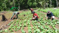 Ke Lahan, Babinsa Bantu Petani Sayur Rawat Sawi dan Kangkung