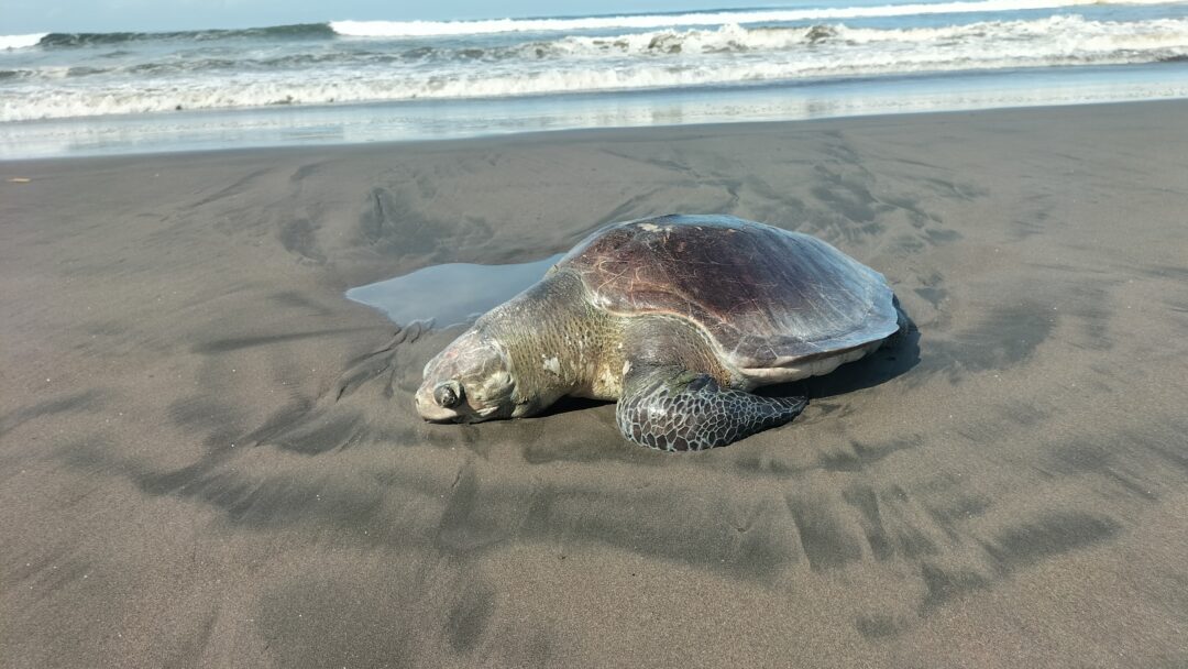 Seekor Penyu Lekang Ditemukan Mati di Pantai Yehembang Jembrana