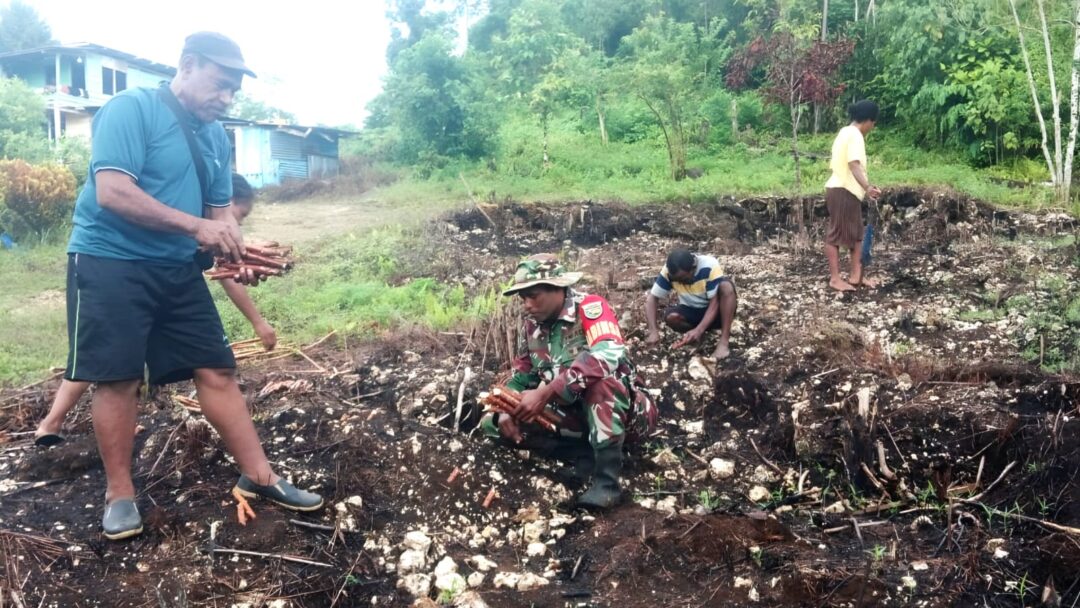 Wujud Kepedulian TNI, Babinsa Numfor Dampingi Petani Tanam Singkong