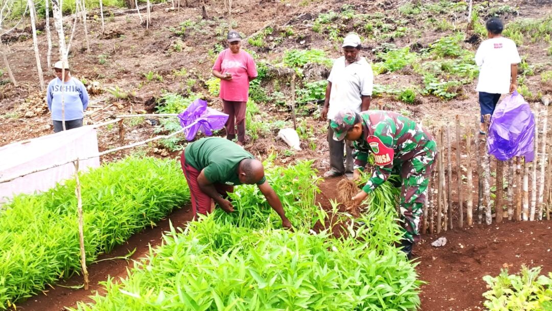 Dukung Program Hanpangan, Babinsa Bantu Warga Panen Kangkung