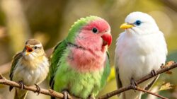 Penyelundupan 32 Anakan Burung di Pelabuhan Gilimanuk Digaagalkan Petugas