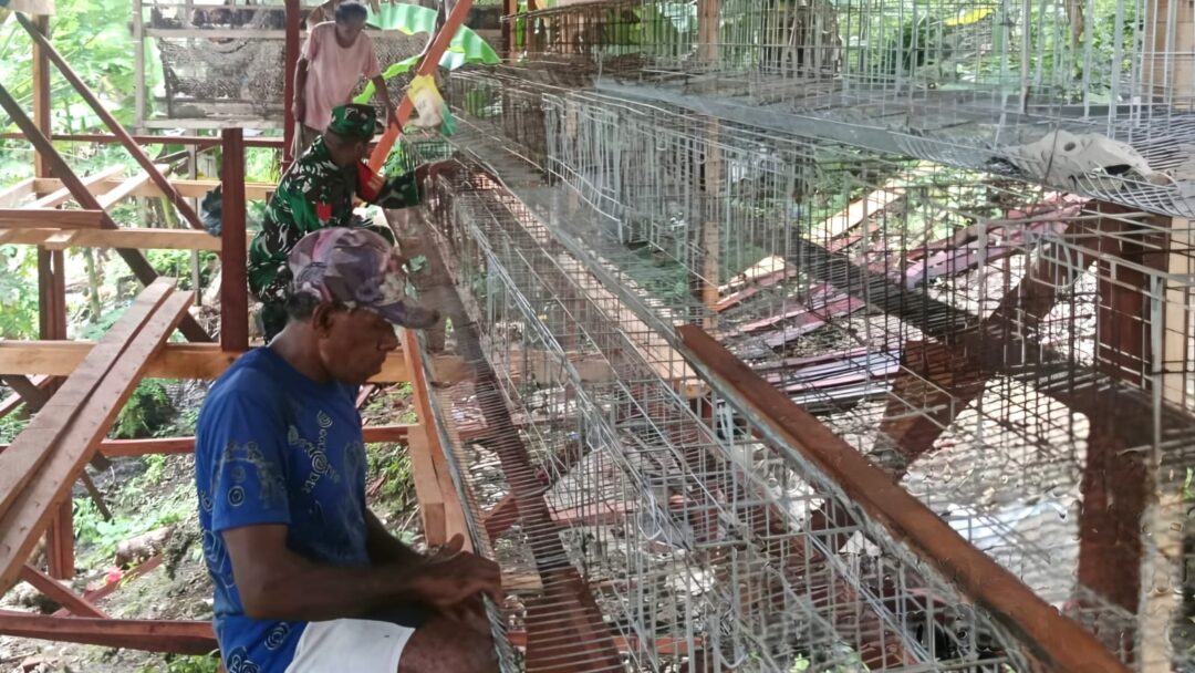 Dukung Ekonomi Warga, Babinsa Biak Timur Turun Tangan Bangun Kandang Ayam Petelur