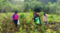 Dukung Hanpangan, Babinsa Numfor Bantu Petani Panen Kacang Hijau