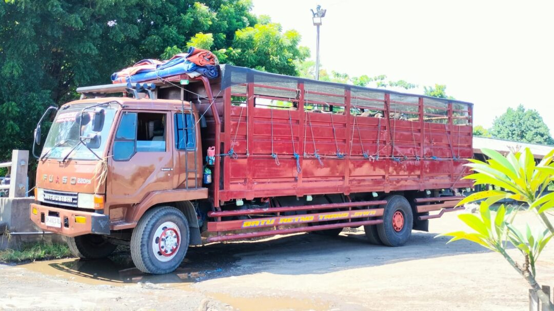 Jelang Idul Adha, Pengiriman Sapi di Pelabuhan Gilimanuk Menurun Usai Capai Puncak Pekan Lalu