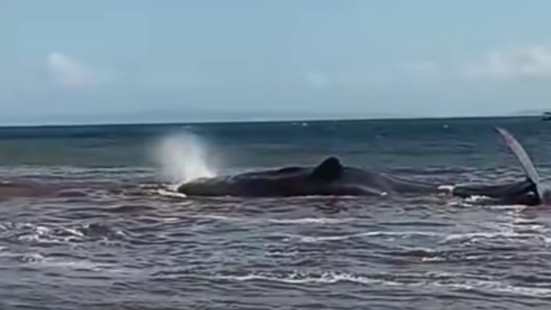 Paus yang Terdampar di Pantai Nusasari Jembrana Akhirnya Mati