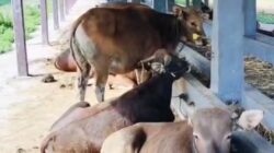 Polisi Bongkar Sindikat SKH Palsu di Gilimanuk, 25 Ekor Sapi Gagal Nyeberang, Dua Tersangka Diamankan