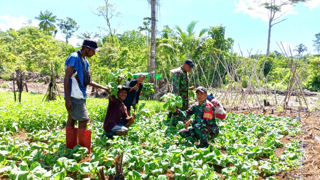 Babinsa Numfor Dampingi Panen Sayur di Kampung Kornasoren
