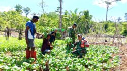 Babinsa Numfor Dampingi Panen Sayur di Kampung Kornasoren