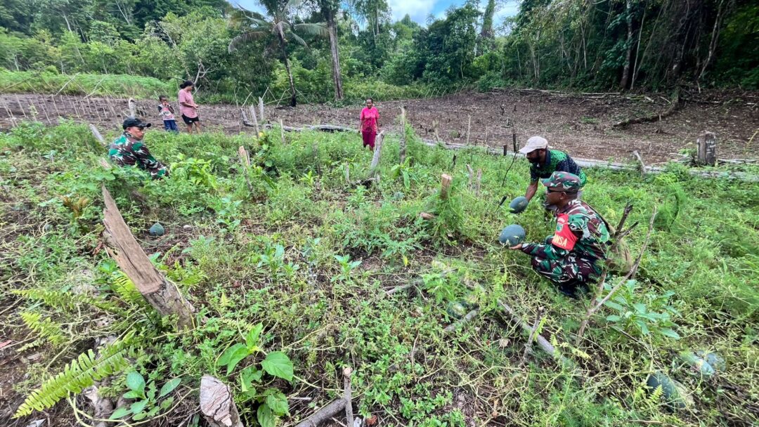 Babinsa Numfor Dampingi Warga Panen Semangka di Kampung Kornasoren