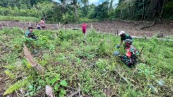 Babinsa Numfor Dampingi Warga Panen Semangka di Kampung Kornasoren