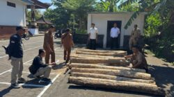 Tebang Kayu Jati di Hutan Klatakan, Pria di Jembrana Dibekuk Polisi