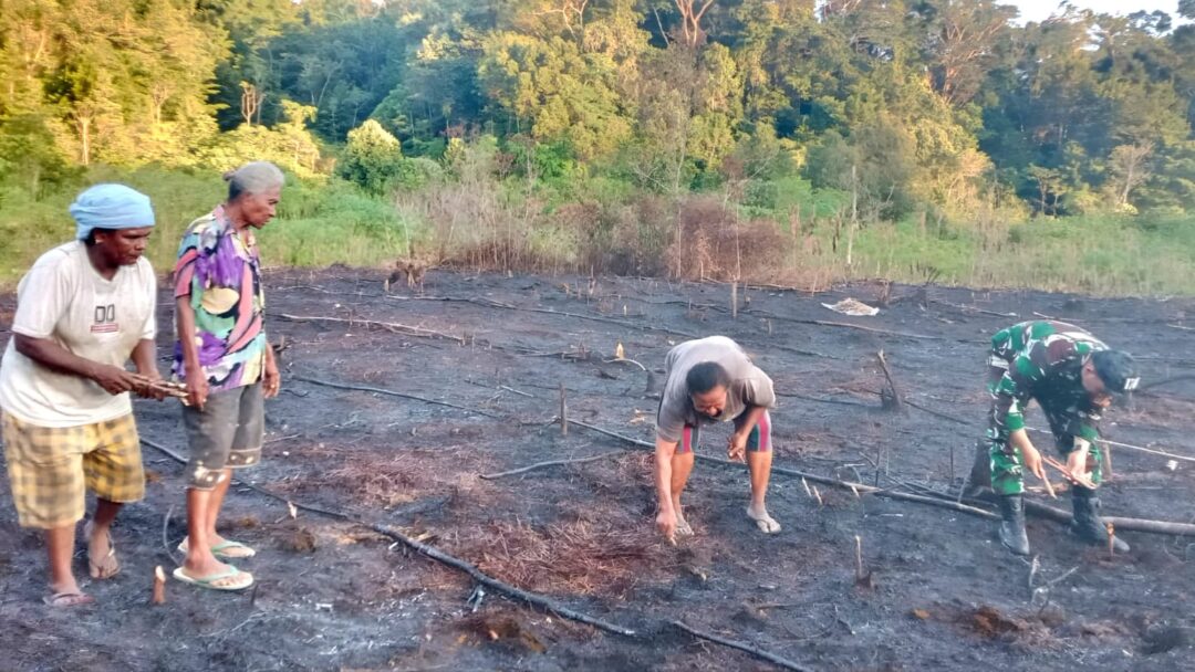 Babinsa Turun ke Kebun, Ada Apa?