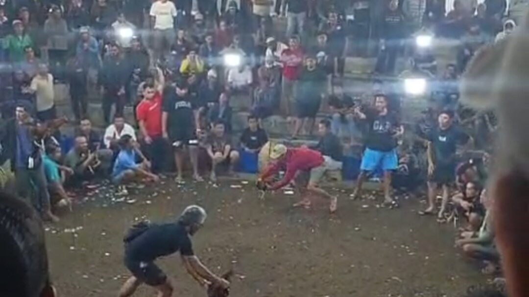 Viral..! Judi Tajen Maraton di Bangli Beroperasi Terang-terangan, Aparat Diduga Tutup Mata