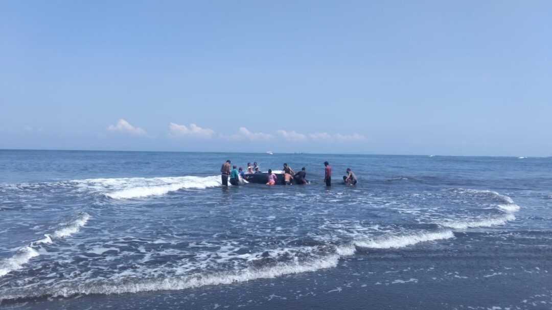 Paus Raksasa Terdampar di Pantai Perancak, Warga Terkena Kibasan Ekor saat Evakuasi