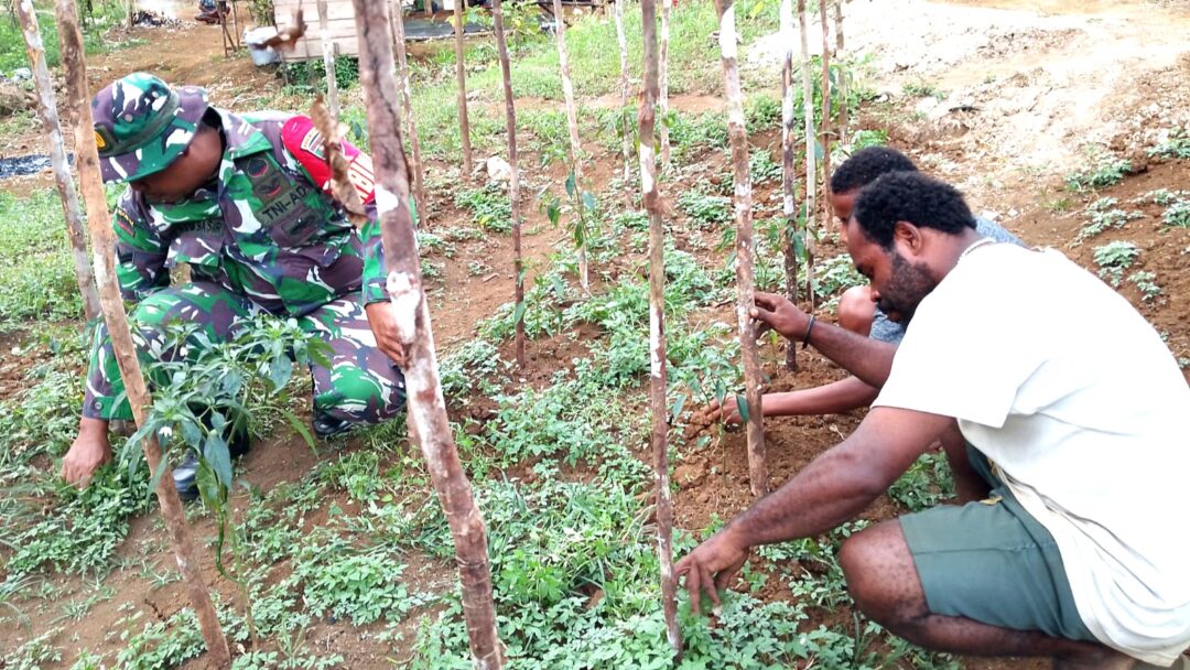 Babinsa Biak Barat Bantu Petani Cabai di Kampung Marisen
