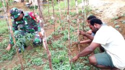 Babinsa Biak Barat Bantu Petani Cabai di Kampung Marisen