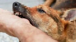 Satu Anjing di Desa Penyaringan Positif Rabies usai Gigit 3 Warga Jembrana