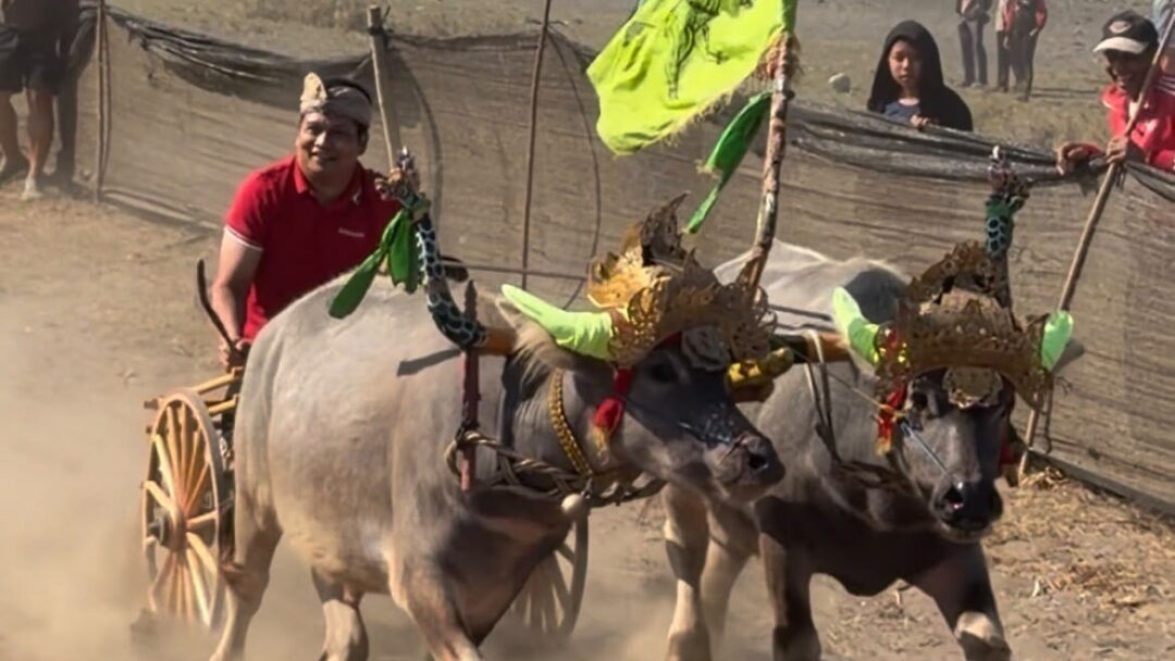 Jadi Joki Mekepung, Kembang- Ipat Jajal Keseruan Festival Mekepung 2026