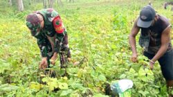 Babinsa Numfor Dorong Semangat Bertani Warga Saat Panen Kacang Hijau