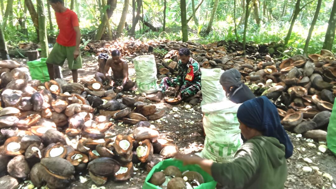 Babinsa Supiori Utara Bantu Warga Olah Kelapa Menjadi Kopra di Pulau Mapia