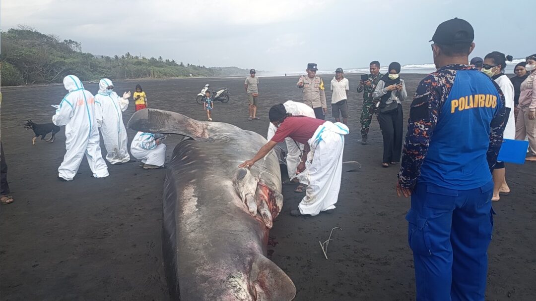 Hiu Paus yang Terdampar di Pengeragoan Akhirnya Dikubur
