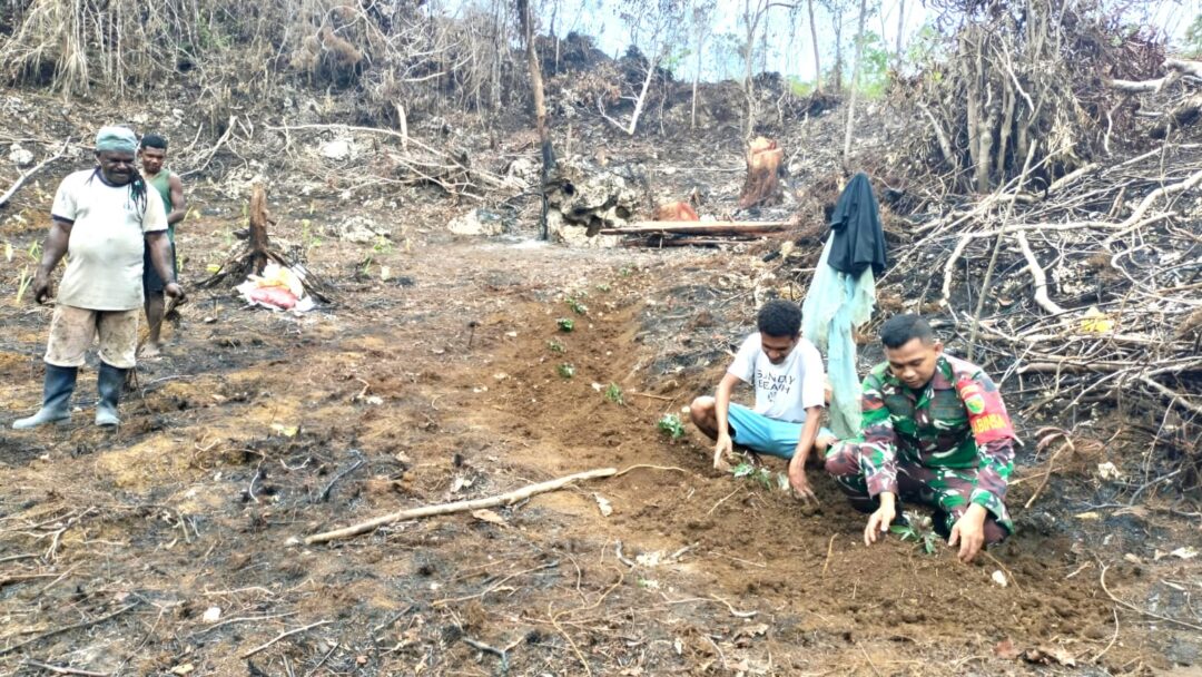 Babinsa Biak Barat Bantu Menanam Keladi dan Ubi Jalar di Kebun Warga