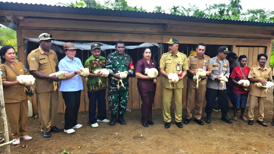 Babinsa Biak Utara Hadiri Panen Perdana Ayam Broiler Kelompok Ternak Fanjur Fakwak