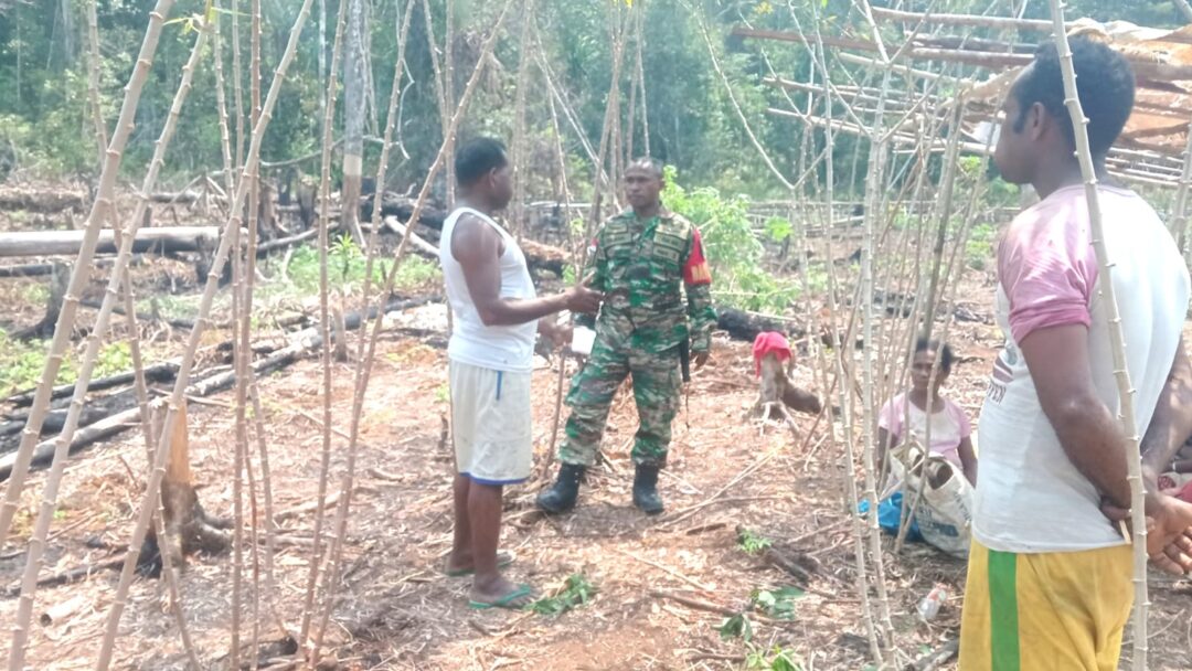 Babinsa Numfor Kunjungi Kebun Warga dan Berikan Motivasi kepada Petani