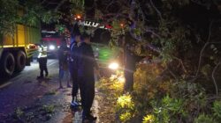 Kaget Dipanggil Saat Antre di Gilimanuk, Sopir Truk Tabrak Pohon