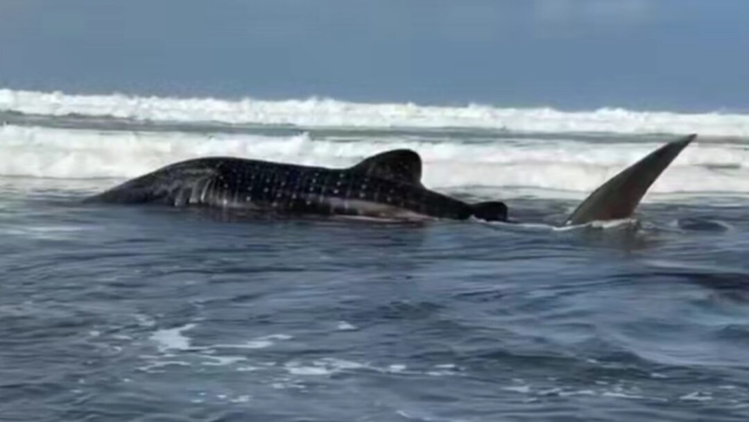 Heboh! Warga Temukan Hiu Paus Terdampar di Perairan Dangkal Pantai Pengeragoan