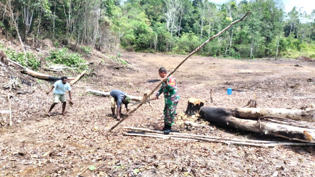 Babinsa Biak Barat Bantu Kelompok Tani Siapkan Lahan Padi Gogo