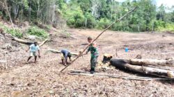 Babinsa Biak Barat Bantu Kelompok Tani Siapkan Lahan Padi Gogo