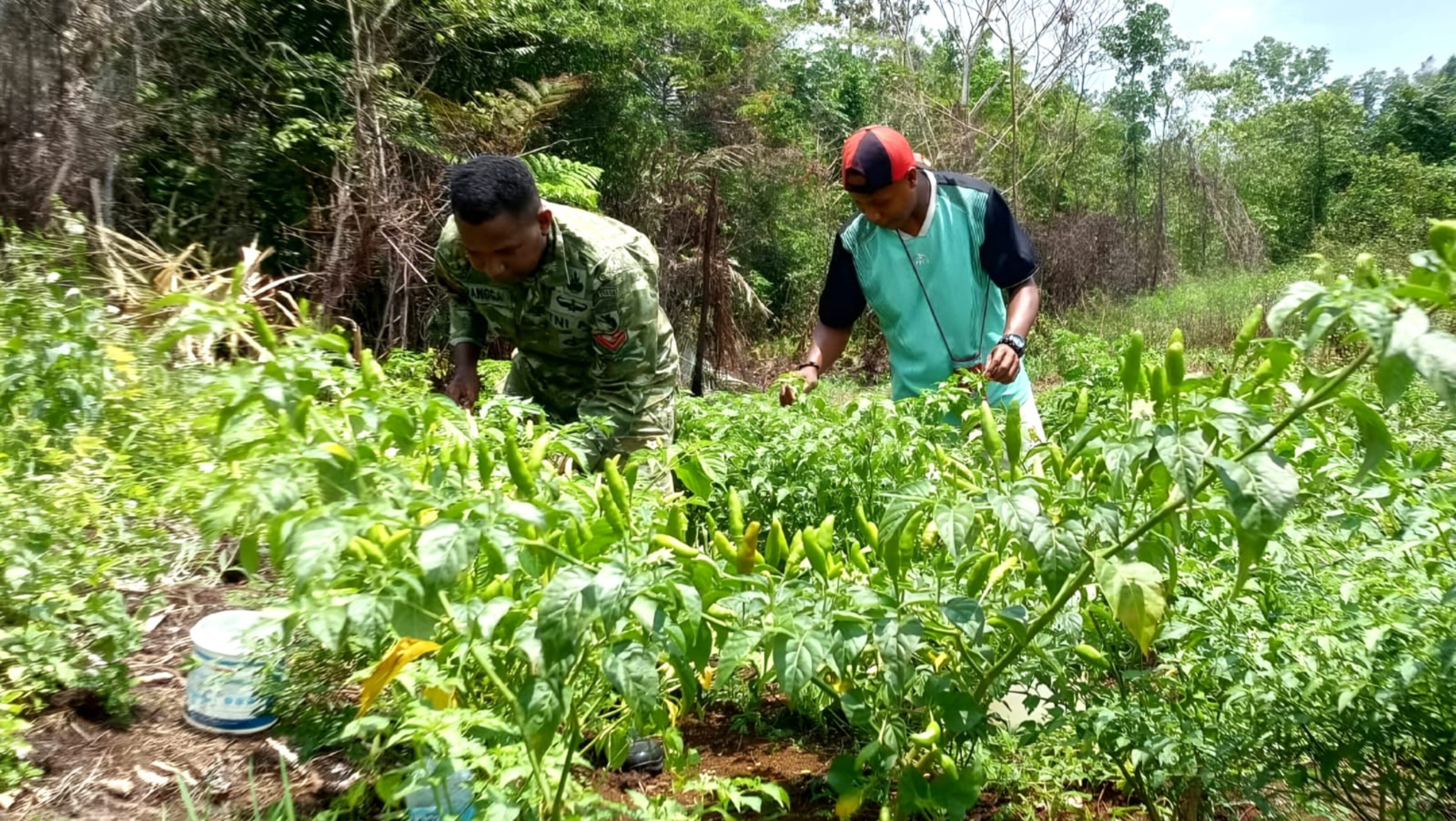 Babinsa Koramil Biak Barat Bantu Pemuda Kampung Warberik Rawat Tanaman Cabai