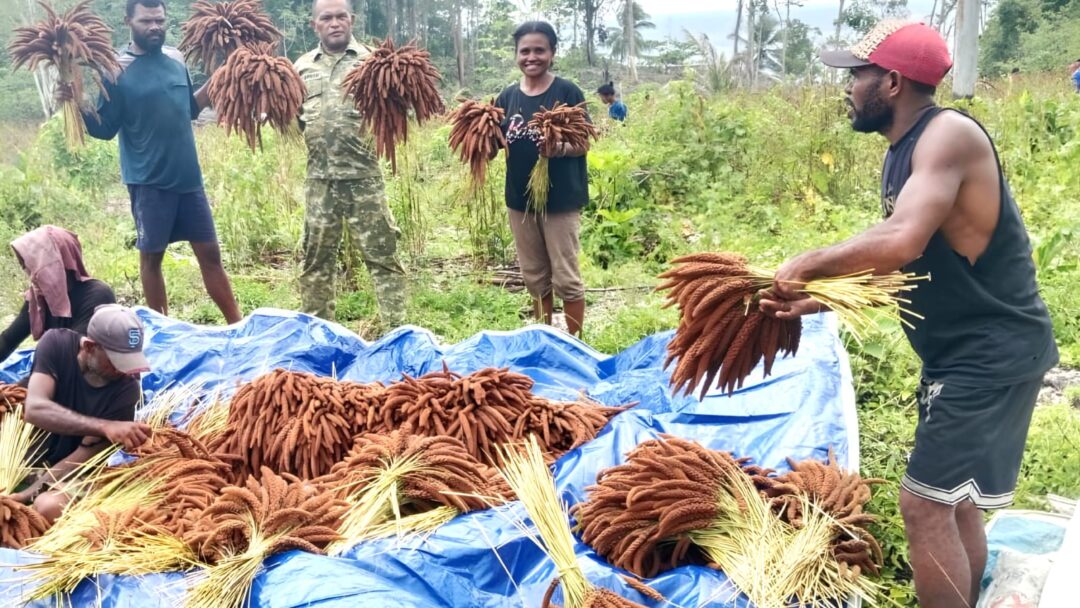 Babinsa Biak Barat Bersama Warga Panen Pokem di Kampung Sarwa